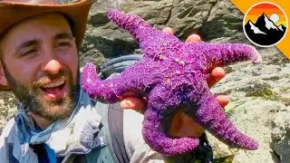 Finding Bizarre Sea Creatures!