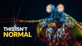 Mantis Shrimp Explained: The Most Powerful Animal in the Ocean