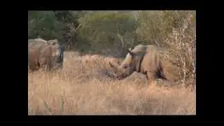 Ulusaba. Meeting Rhinos.wmv