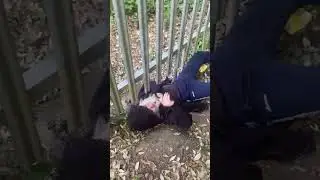 Urbex fail. How not to get under a fence. #fail #fails #funny #stuck #urbex #finaldestination
