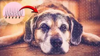 QUASE NORMAL OS C&Atilde;ES IDOSOS TEREM SINTOMAS DE COCEIRA E DESCAMA&Ccedil;&Atilde;O NA PELE APRENDA A EVITAR ISTO