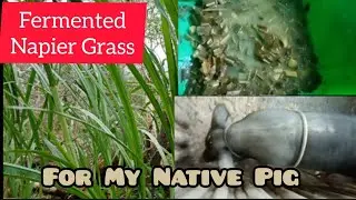 Fermented Napier Grass For My Native Pig