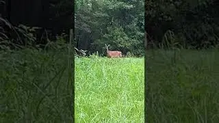 Whitetail Deer Blowing