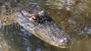 Feeding Trapjaw gator, sanctuary vlog!