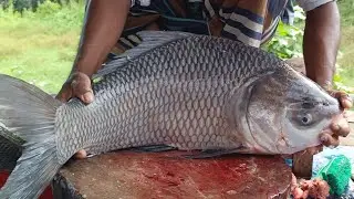 Live Fish Cutting Video | Big Fresh Fish Cleaned & Cut with Sharp Knife Technique