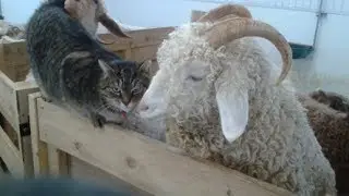 Allons chercher nos chèvres Angora!