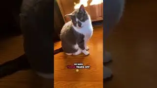 Motivational cat for the win!  #cat #catlife #catsofyoutube #funnycats #catshorts