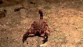 Deadly Scorpion ahoy!