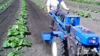 Прохождение фрезой междурядье кормовой тыквы и кабочков