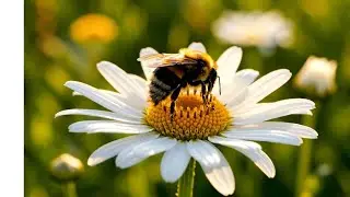 Healing-Inspired Relaxing Music 🌿 Calm Feelings & Inner Peace | AI Visuals