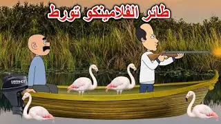 طائر الفلامينكو تورط ودخل للعراق😱