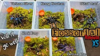Which one will be defensive? 5x Fossorial rehouse
