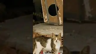 Epic journey of the Cat in a post Apocalypse world