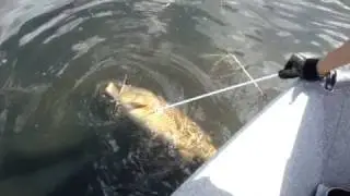 Huge Common Carp, Bowfishing