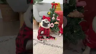 LOULOU & MOSY are putting up their own SPECIAL Christmas tree! 🎄❤️✨ #pug #dog