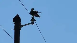Osprey Preens on Pole & Hear Common Moorhens at Lake Apopka Wildlife Drive! Apopka, Florida 