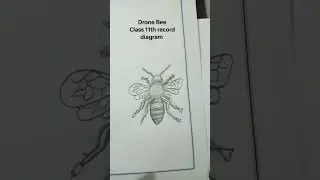 Class 11th drone bee 🐝 #diagram ✌🏻