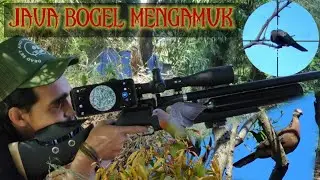hunting tekukur | spot penggilingan padi part 2, buruan tekukur melimpah ada satu punai nyasar..