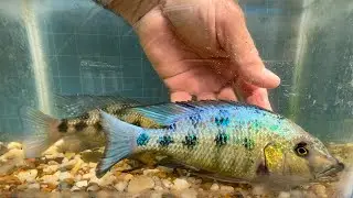 Fossorochromis rostratus &mdash; очень крупная цихлида из африканского озера Малави.