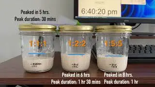 How Does Sourdough Starter Feeding Ratios Affect Rise Time & Peak Duration? 1:1:1 vs 1:2:2 vs 1:5:5