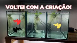 RECOMEÇANDO MINHA CRIAÇÃO DE GUPPYS EM CASA!