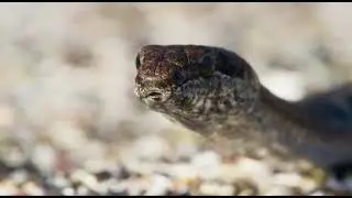 Snakes Fight | lizard Fight | snake vs lizard