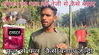 टमाटर का फल को जल्दी कैसे बढ़ाए ll फुल को फल में कैसे। कन्वर्ट करे ll videoviral ll #viralvideo ll