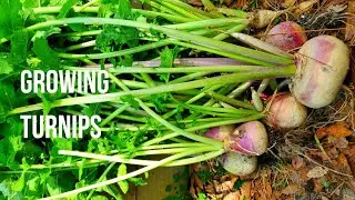 How to grow turnips at home - from planting to harvest