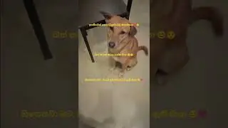 අයිති කාරයෙක් ඇති එයාට ❤️🌹 #natureandniko #nature #travel #streetdog #straydog #bekind #kindness 🎈😍🐶