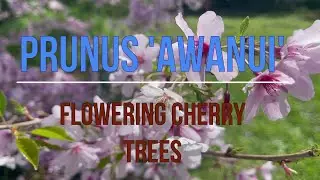 Prunus Awanui and Flowering Cherry trees that I use.