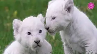 List of 25 Rarest Animals in the World | Rare Animals