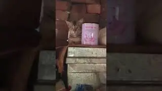#bihare #Bihari #bihariyon