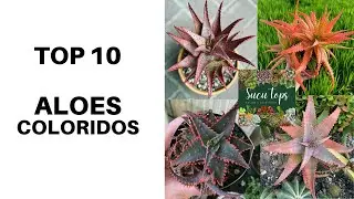 TOP 10 ALOES COLORIDOS