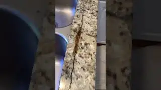 Granite Crack Repair Before and After #shorts #granite #repair #kitchen