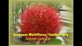 PPG-11 || Football Lily care in summer | Scadoxus Multiflorus | Powder puff Lily