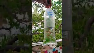 Kolathur Sunday Fish Market 🐬 Guppies| #shorts #kolathur #fish #trendingshorts #guppyfish #aquarium