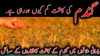 Decrease in wheat cultivation in rainfed areas|بارانی علاقوں میں گندم کی کاشت کم |@kisanpoint13