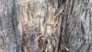 Termites found During a building and pest inspection Gold Coast