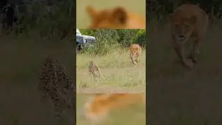 Cheetah Defends her cubs from Lion😱 #wildlife #animals #shorts