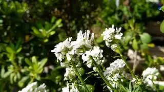 Nokia 7 plus - Optical zoom demo 1