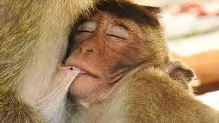 Poor Spoil Hungry Baby Crying To Insist Milk Again And Again Till Pity Old Mom Can't Rejected Them