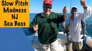 Slow Pitch Madness for NJ Sea Bass - Bait Versus Jigging