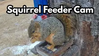Relaxing Backyard Squirrels 🐿️ | Squirrel Feeder Camera Highlights