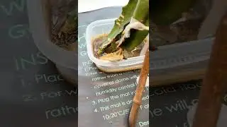Using a Heat Pad to ROOT your Dragon Fruit