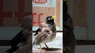 beautiful 😍 myna bird speaking 🗣️/common myna 🥰 speaking.      #mynabird