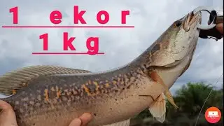 Mancing ikan krandang babon