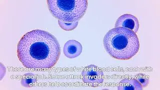 🦠 The Human Immune System: How Your Body Fights Off Disease
