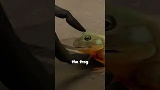 When a Frog Meets a Tarantula - 3D Animation