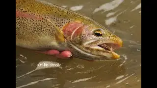 ORVIS--How to Fish Up to a Rising Trout