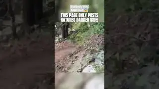 Couple&rsquo;s Terrifying Cougar Encounter on Hiking Trail | Wild Animal Caught on Camera #shorts